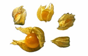 Physalis