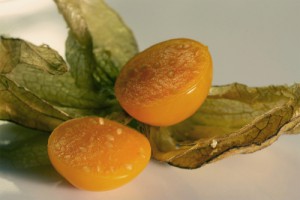 Physalis